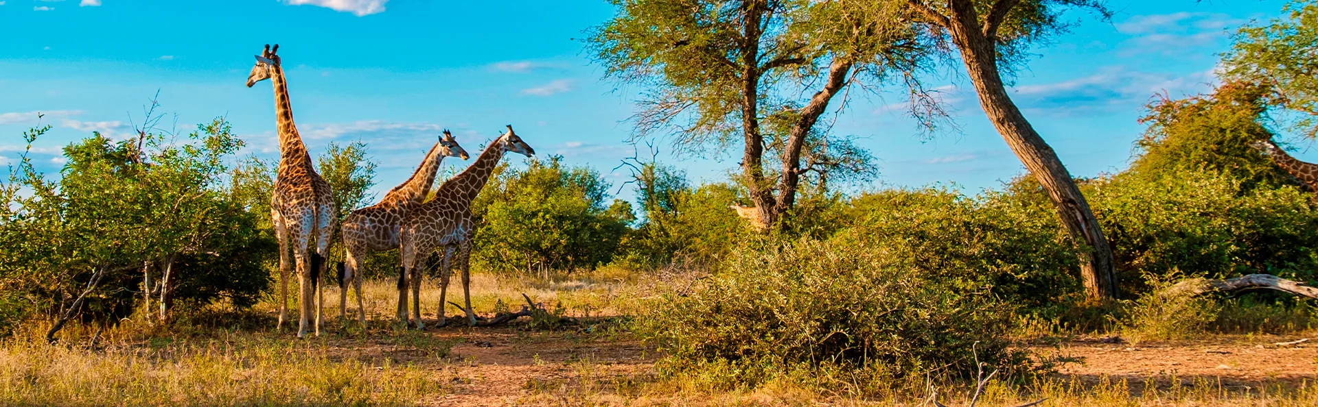 Tre giraffer står på savannen i Kruger Nationalpark i Sydafrika
