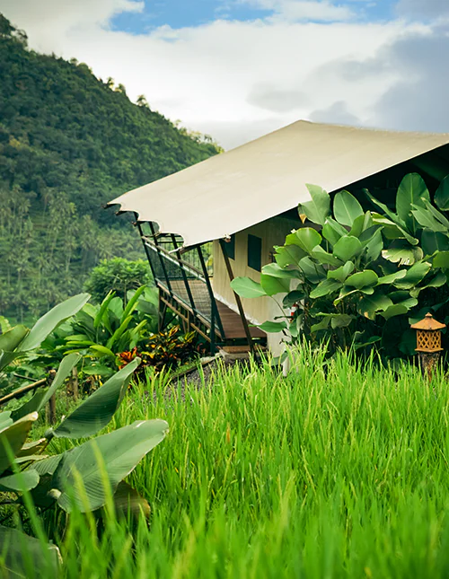 Luksustelt i frodig jungle ved rismarker og grønne bjerge på Bali