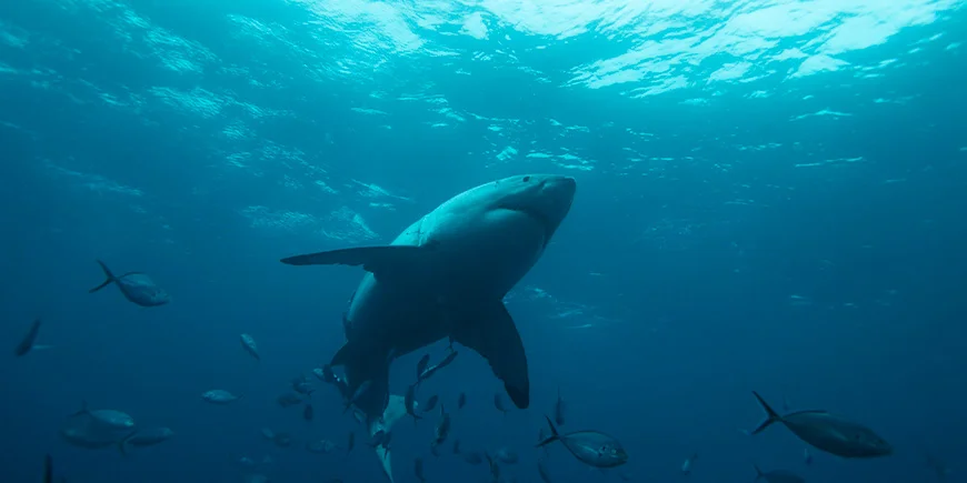 Hvidhaj svømmer i havet i det sydlige Australien