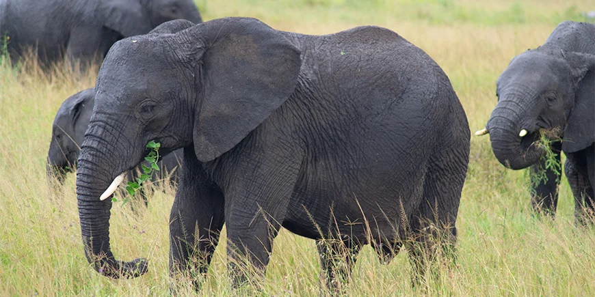 Elefanter vandrer over savannen i Serengeti