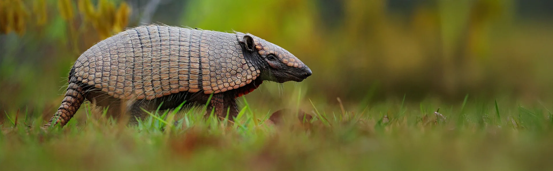 Sydlig bæltedyr, Cabassous unicinctus, Brasilien.