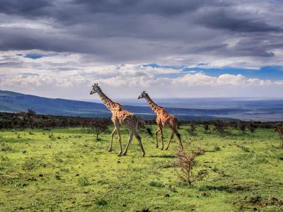 To giraffer går i Serengeti