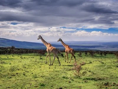To giraffer går i Serengeti
