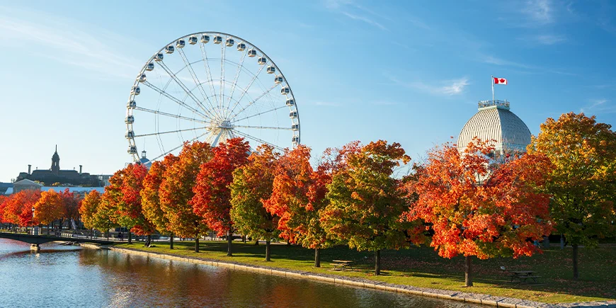 Efterår med gyldne træer i Montreal i Canada