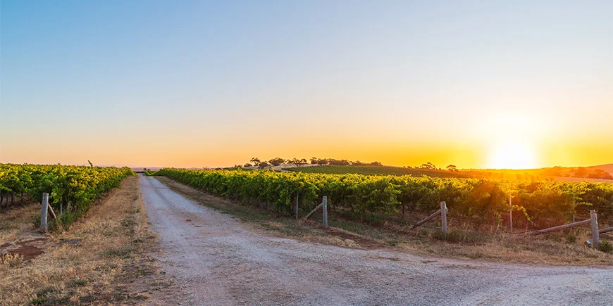 Solnedgang over vinmarker i Barossa Valley i Australien