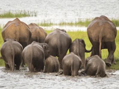 Gruppe af elefanter i Minneriya Nationalpark i Sri Lanka