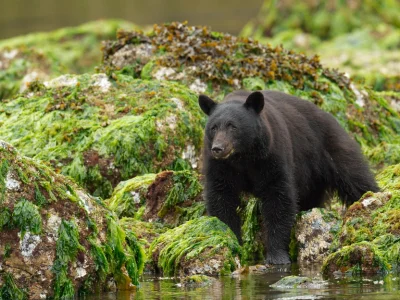 Sortbjørn på Vancouver Island i Canada