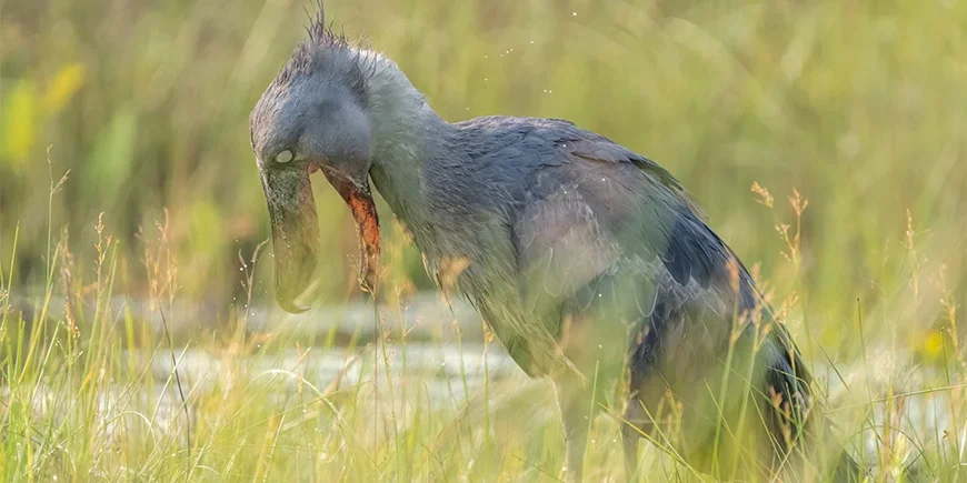 Træskonæb jager i Uganda
