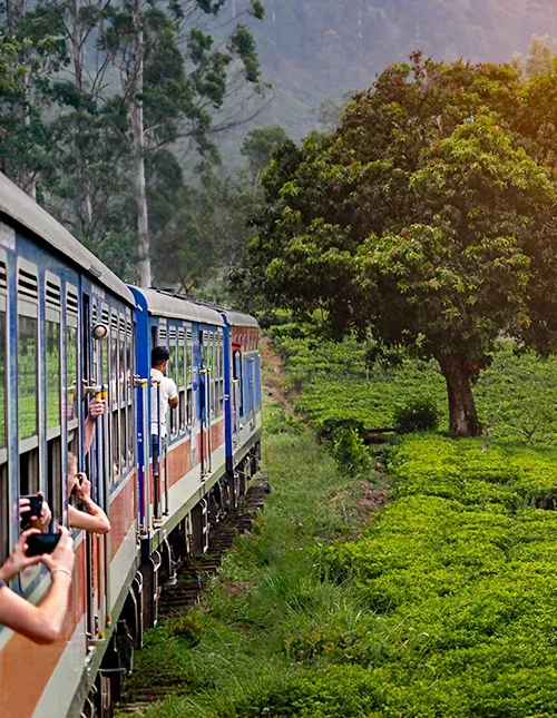 Togrejse fra Nuwara Eliya til Kandy gennem teplantagerne i Sri Lankas højland