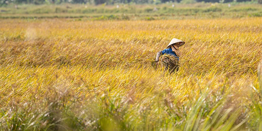 Kvinde på mark i Ninh Binh i det nordlige Vietnam