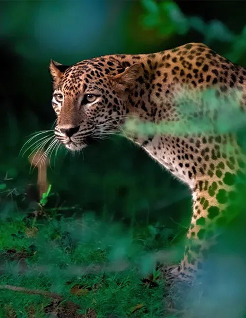 Nærbillede af leopard i frodig jungle i Sri Lanka