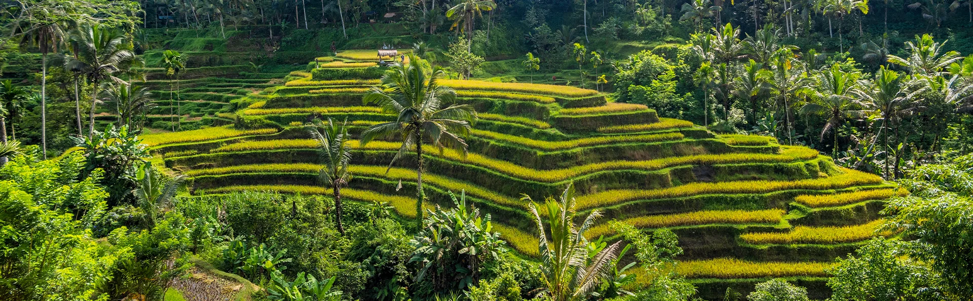Smukke grønne risterasser på Bali