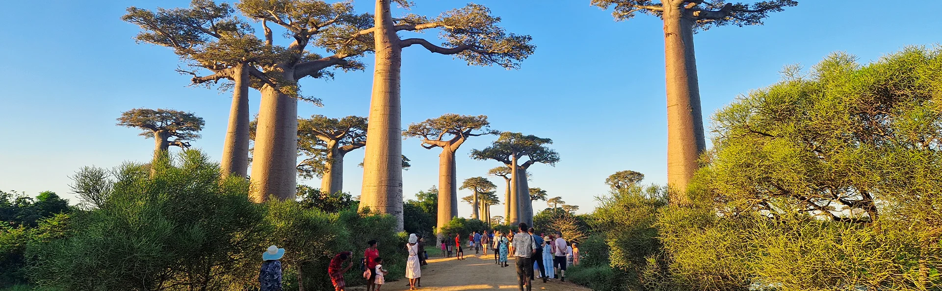 Baobab-alléen i Madagaskar