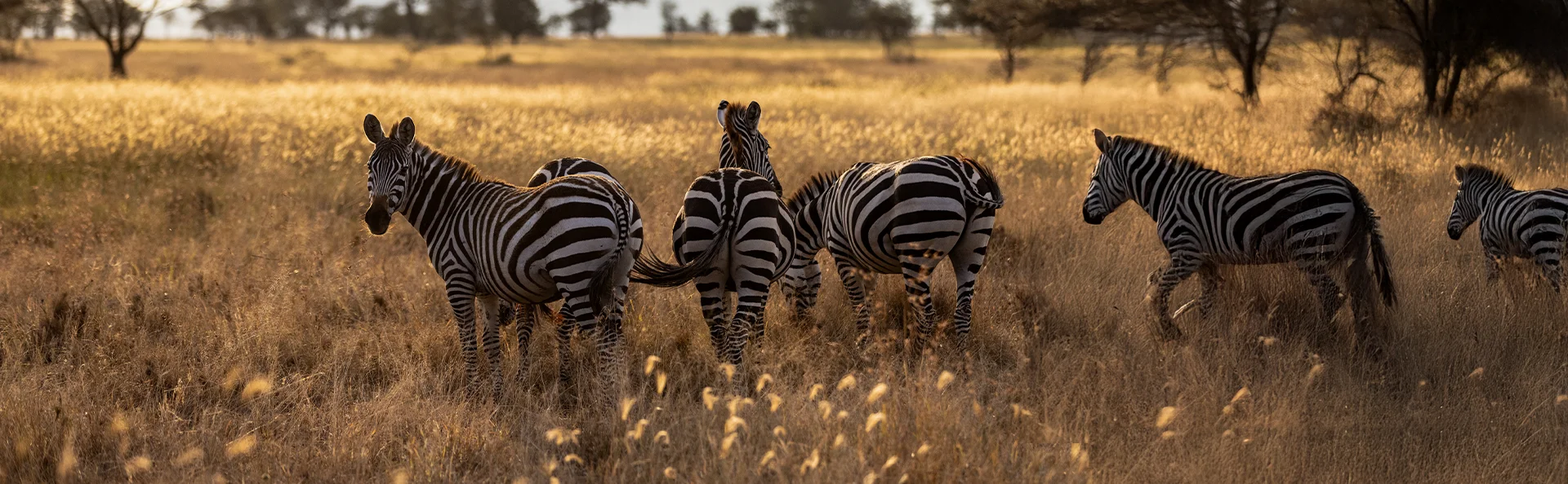 Zebraflok står i på savanne