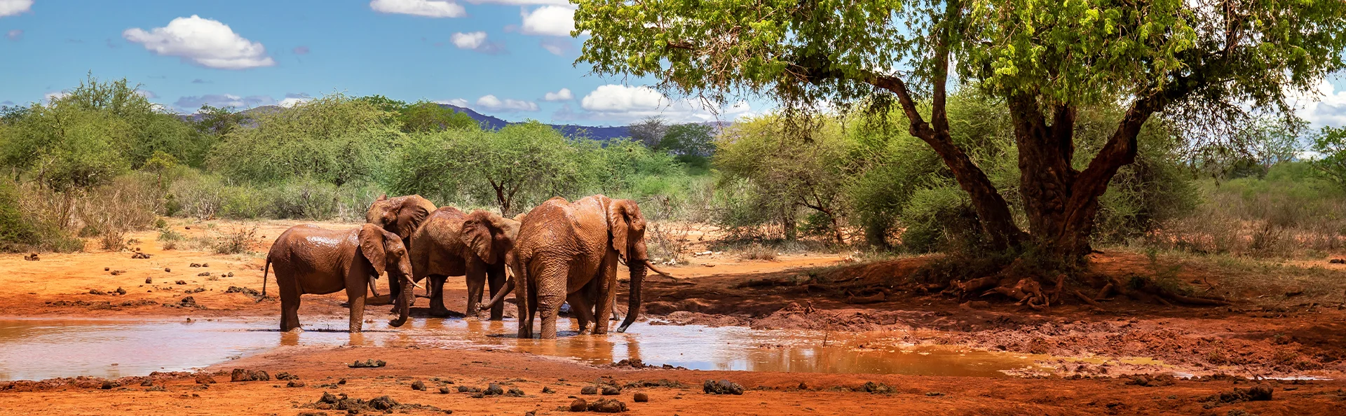Elefantfamilie i Kenyas smukke landskab.