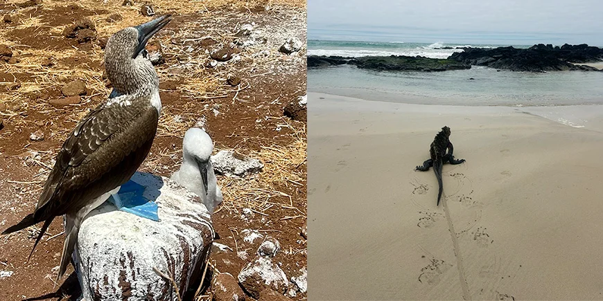 Blåfodet sule og leguan på Galapagosøerne