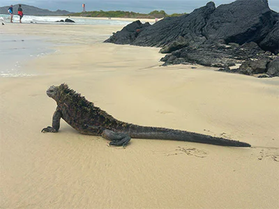 Leguan på Galapagosøerne
