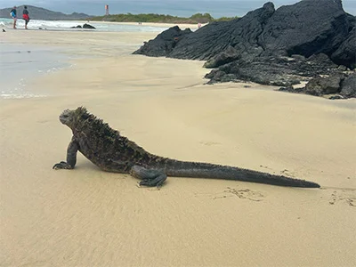 Leguan på Galapagosøerne