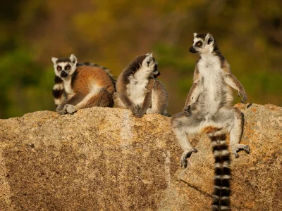 Ringhalede lemurer hænger ud i Madagaskar