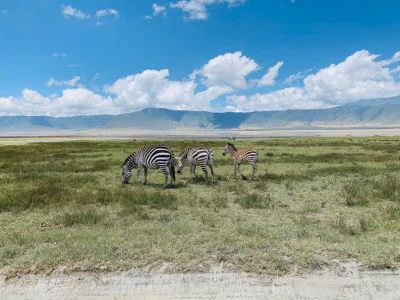 Zebraer i Ngorongoro