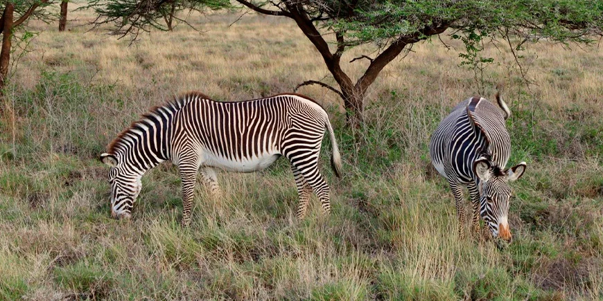 Zebras i Samburu Nationalpark