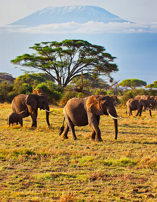 En stor flok elefanter, der går i Amboseli Nationalpark i Kenya