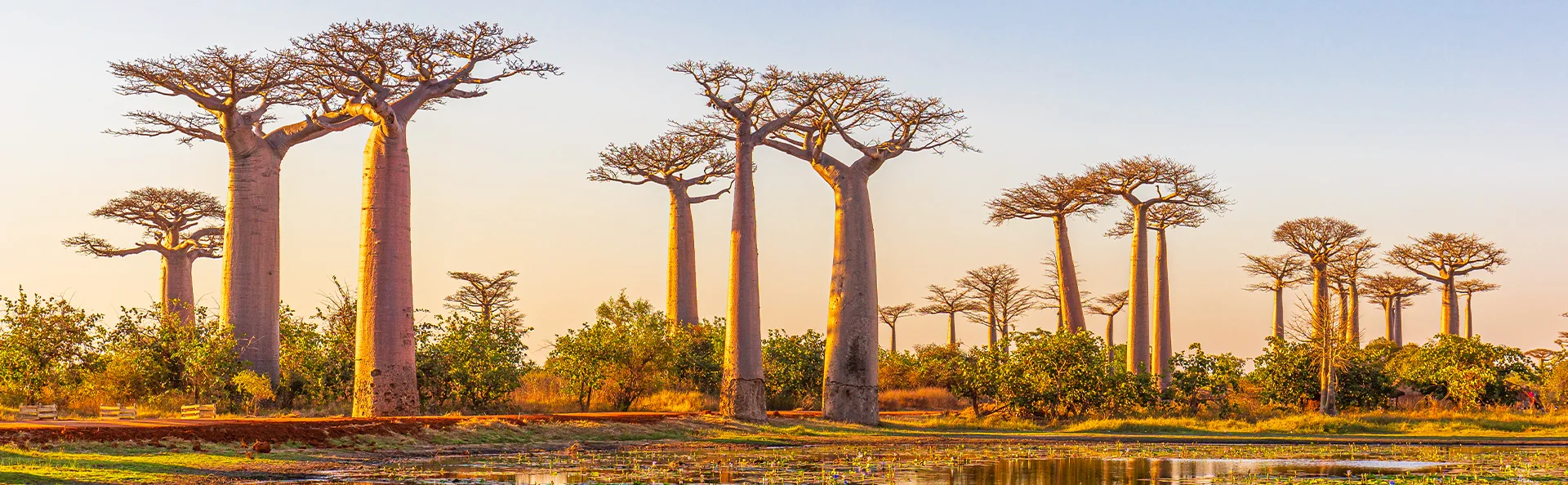 Smukke baobabtræer ved solnedgang på Avenue of the Baobabs på Madagaskar