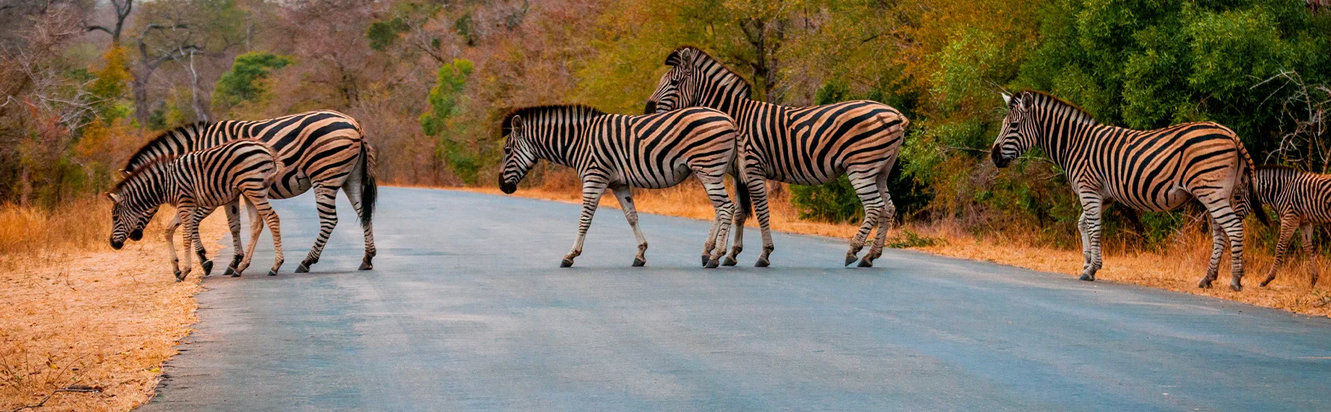 Zebraer krydser vejen