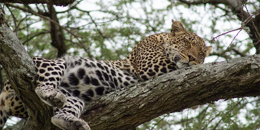 En leopard i træet på safari i Tanzania