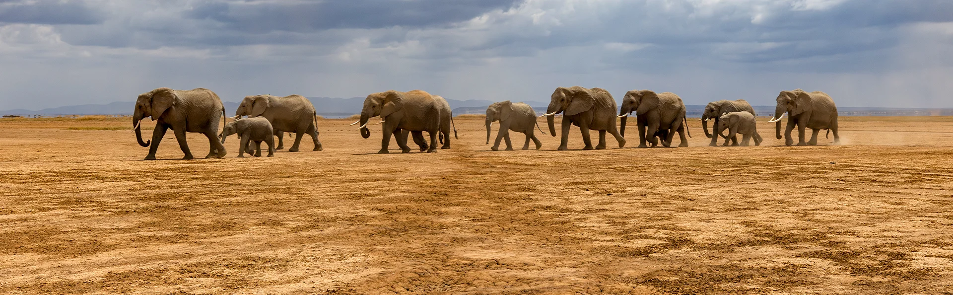 Elefanter går på rad og række i Amboseli Nationalpark i Kenya