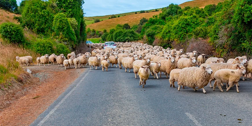 Masser af får på en vej i New Zealand
