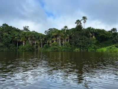 Udsigt til Amazonas-regnskoven fra flod