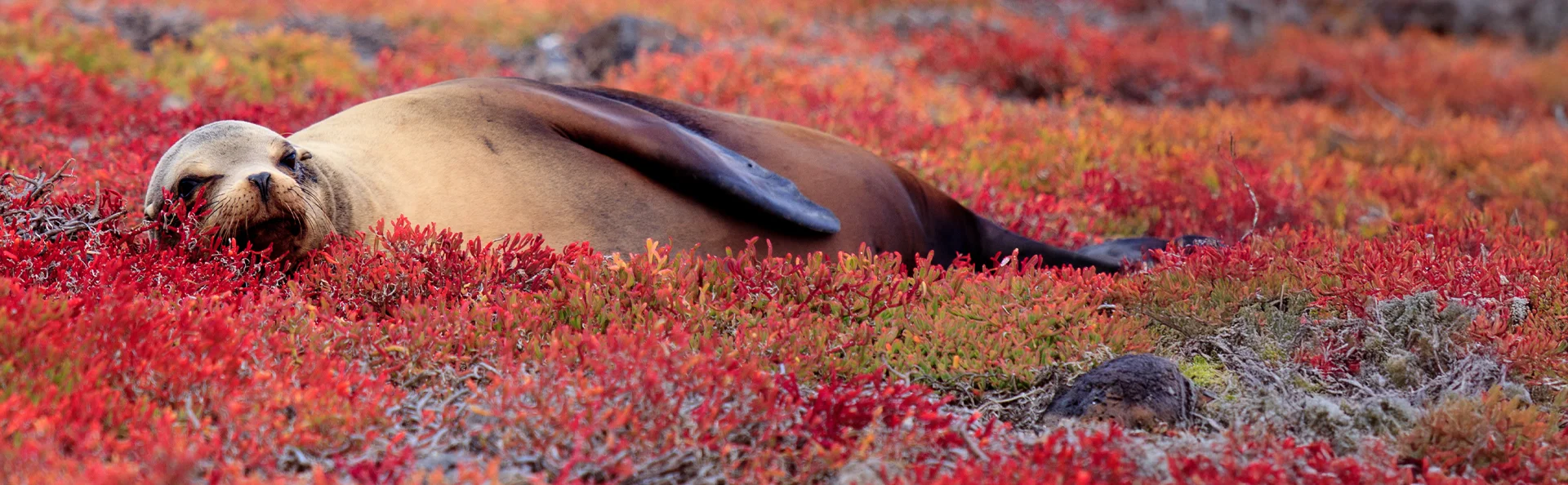 Galapagos-søløve hviler på en seng af rød Sesuvium på South Plaza Island, Galapagos