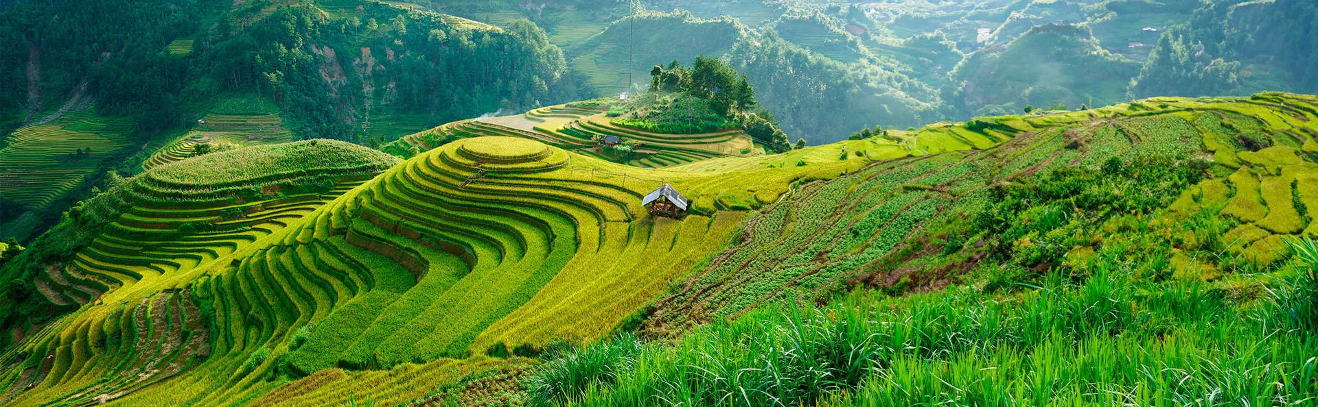 Rismark med terrasser i høstsæsonen i Mu Cang Chai, Vietnam