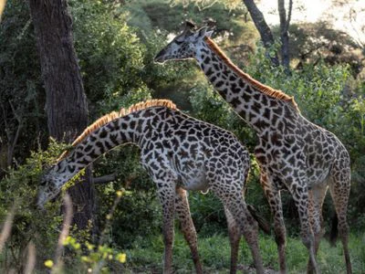 To giraffer i Tarangire