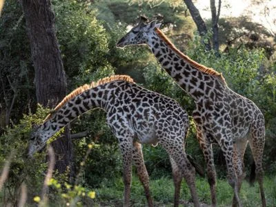To giraffer i Tarangire