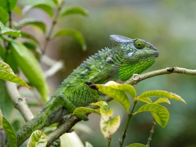Furcifer verrucosus i grønne omgivelser i Madagaskar