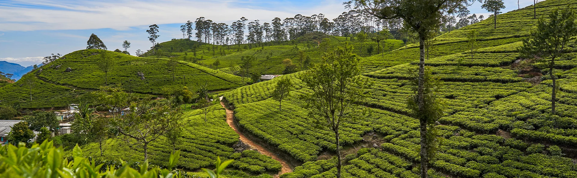 Udsigt fra det berømte Lipton's Seat over teplantagerne nær Haputale i Sri Lanka