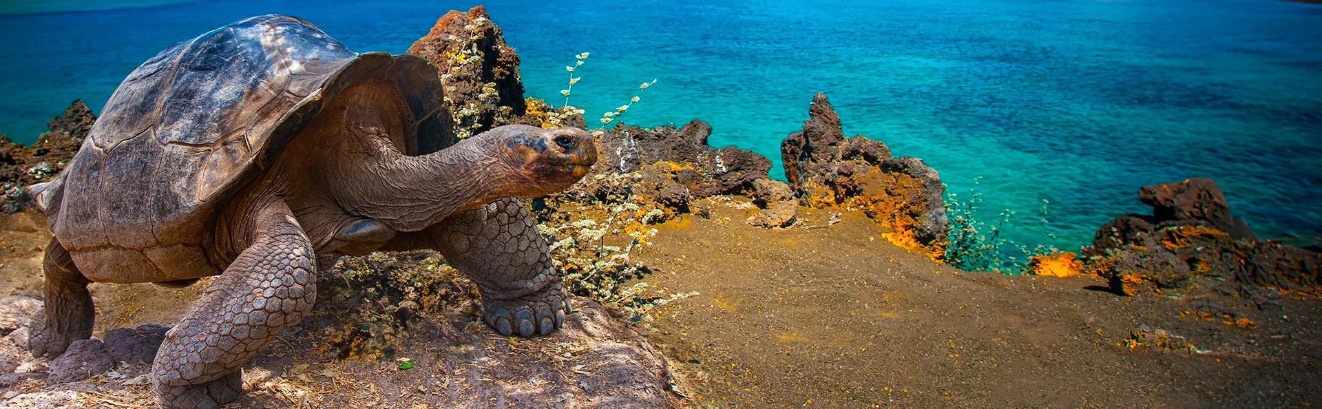 Stor skildpadde, galapagosskildpadde på Galapagosøerne, Ecuador