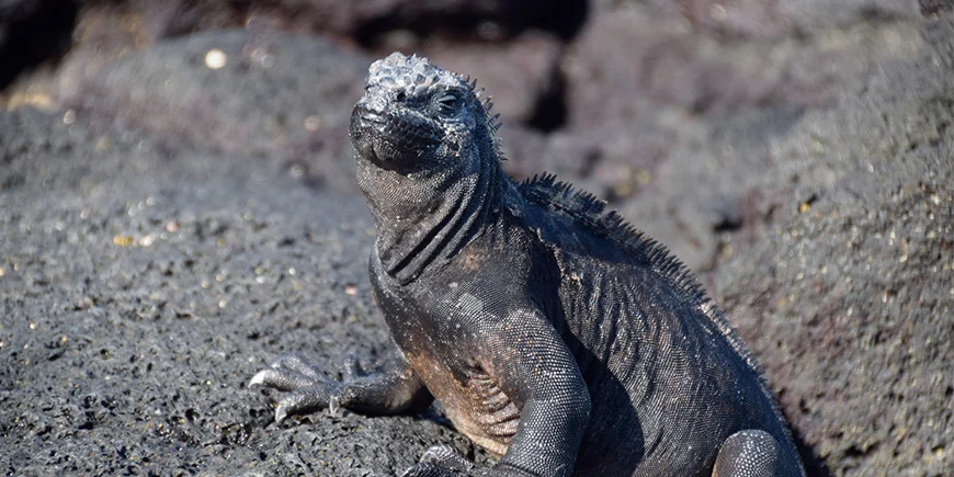 Leguan i vulkanlandskaber på Galapagosøerne