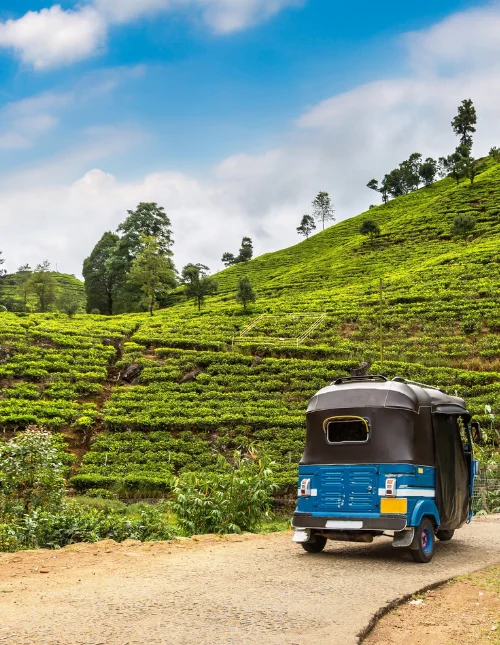 Blå bus kører forbi grønne teplantager i Sri Lanka