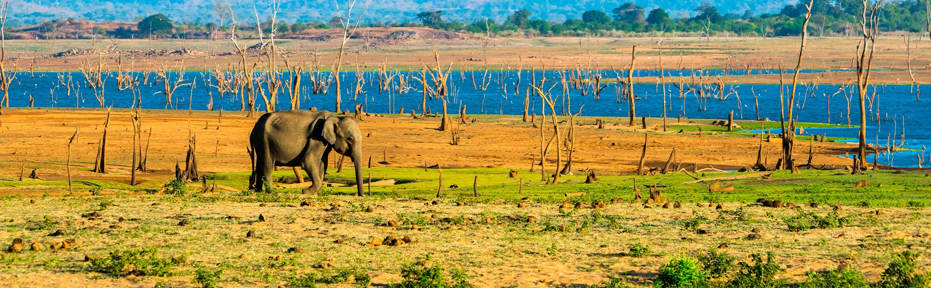 En ensom elefant i Udawalawe Nationalpark.