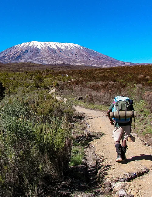 Vandrer på sti mod sneklædt Kilimanjaro under klar, blå himmel.