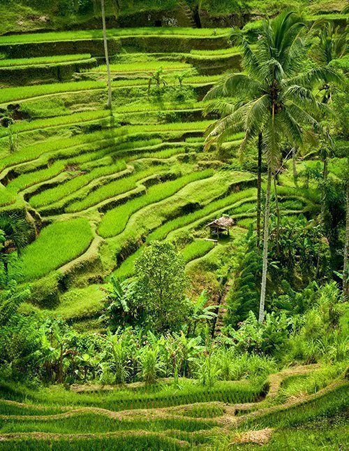 Smukke grønne risterrasser på Bali