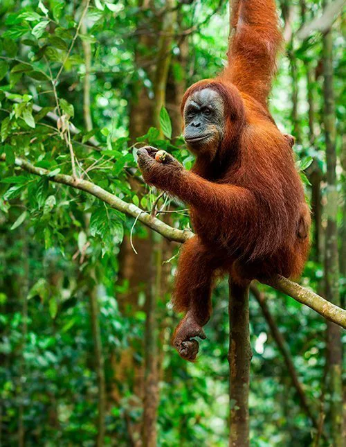 Orangutang sidder på en gren i en frodig jungle
