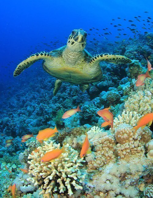 Havskildpadde der svømmer ved koralrev