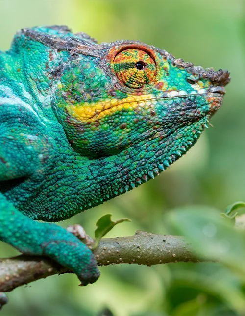 Panterkameleon tæt på Andasibe Mantadia Nationalpark i Madagaskar